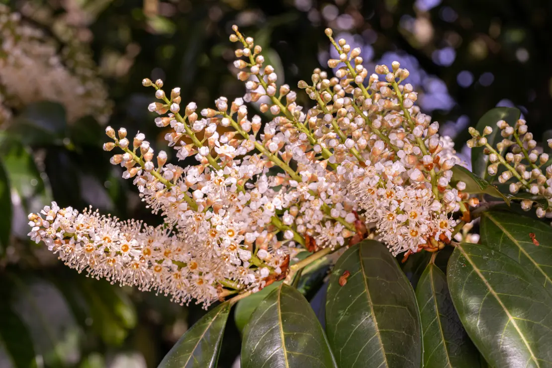 Kirschlorbeer (Prunus laurocerasus) [1]